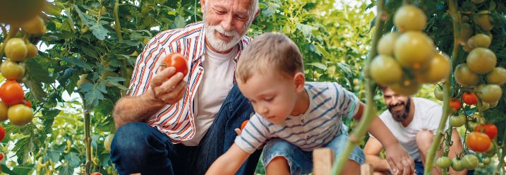 Opa & Enkel ernten Tomaten